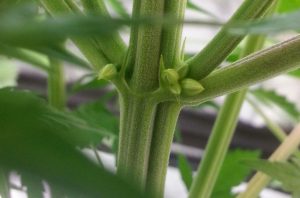 male cannabis plant gender