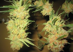 Columbian Red | Rare Cannabis