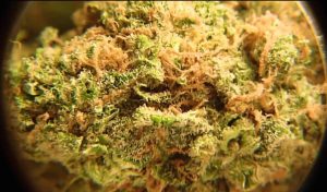 Green Katamala | Rare Cannabis