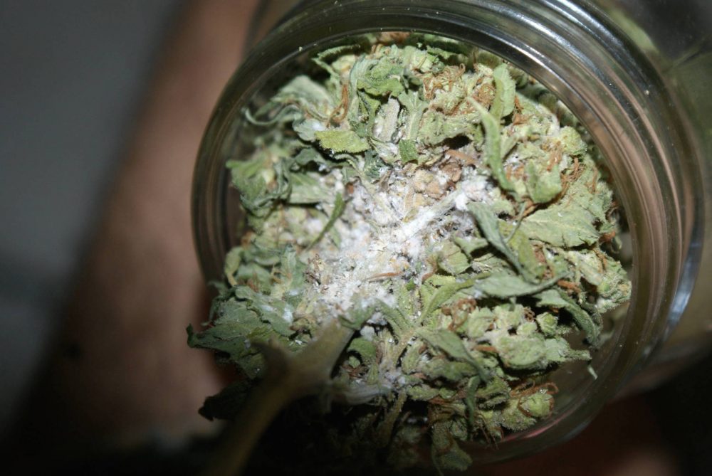 How Do You Know If Your Weed Has Gone Bad? Real Stoned Times