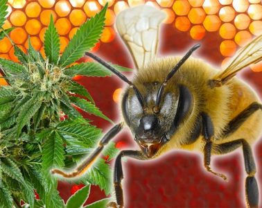 cannabis-infused-honey