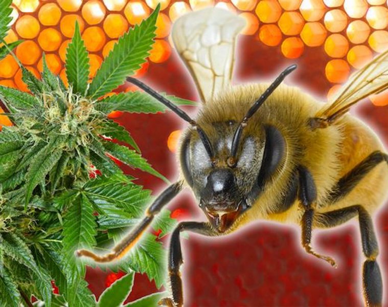 cannabis-infused-honey
