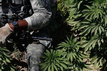 soldier and cannabis plant