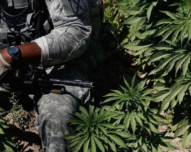 soldier and cannabis plant