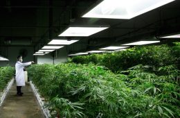 cannabis industry booming