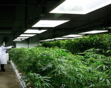 cannabis industry booming