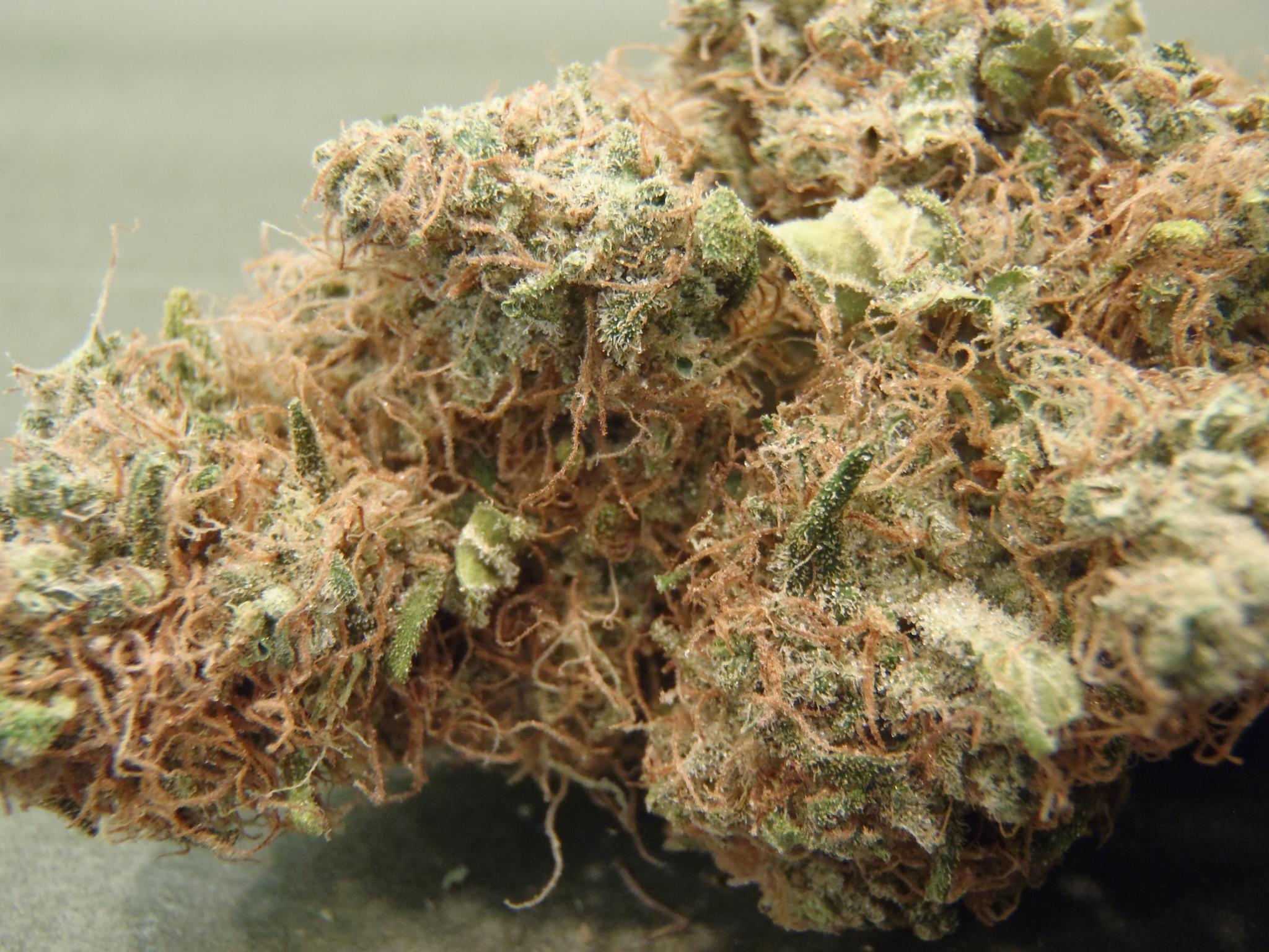 ABOUT THIS STRAIN As winner of Cannabis Cup awards, the AK-47 strain certai...