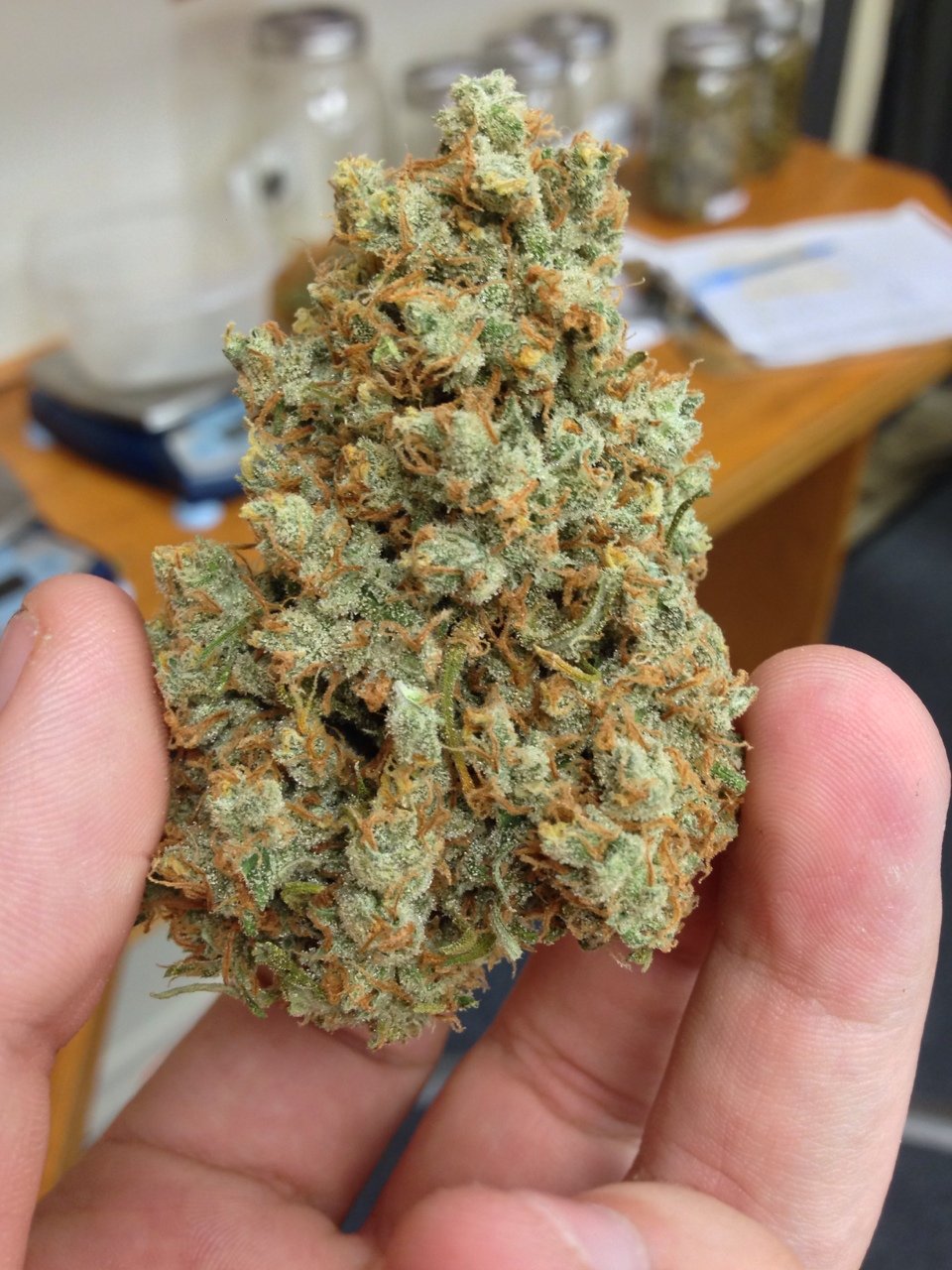 ABOUT THIS STRAIN The Jack Herer, a Sativa dominant strain, is yet another ...