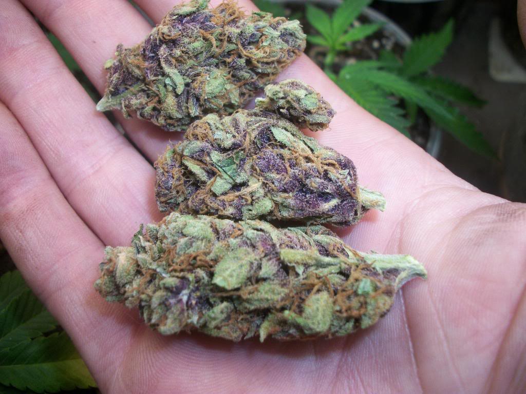 ABOUT THIS STRAIN This absolutely pure Indica strain came out of Oakland, C...