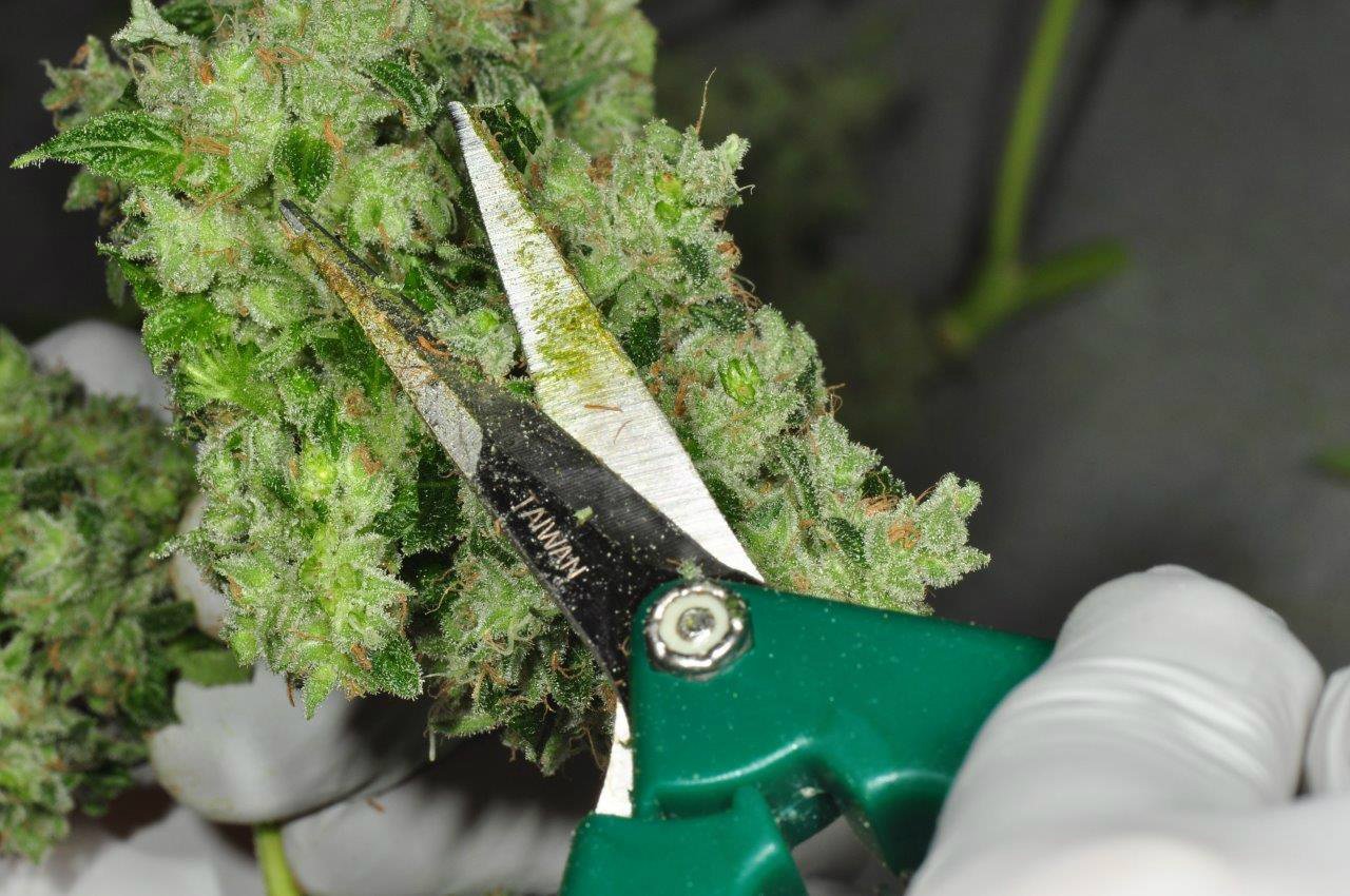 trim cannabis flower